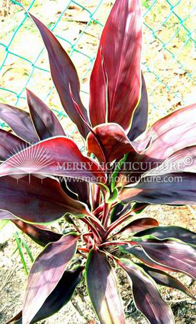 Cordyline fruticosa spp